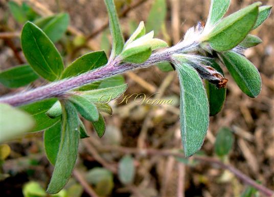  Leaves (Abaxial View)